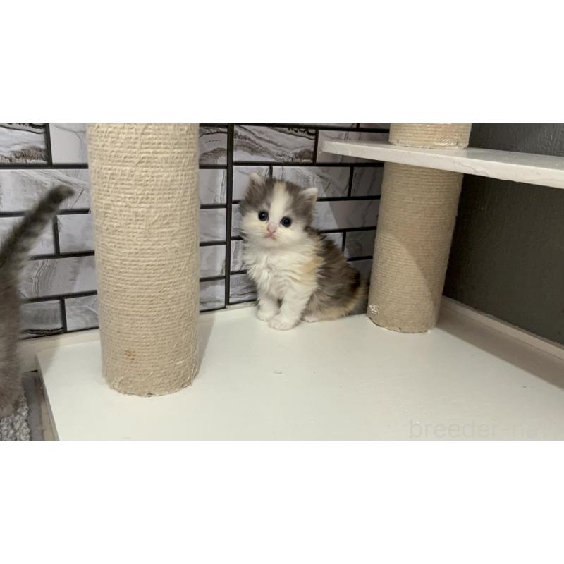 販売中の福岡県のマンチカン-139330の4枚目