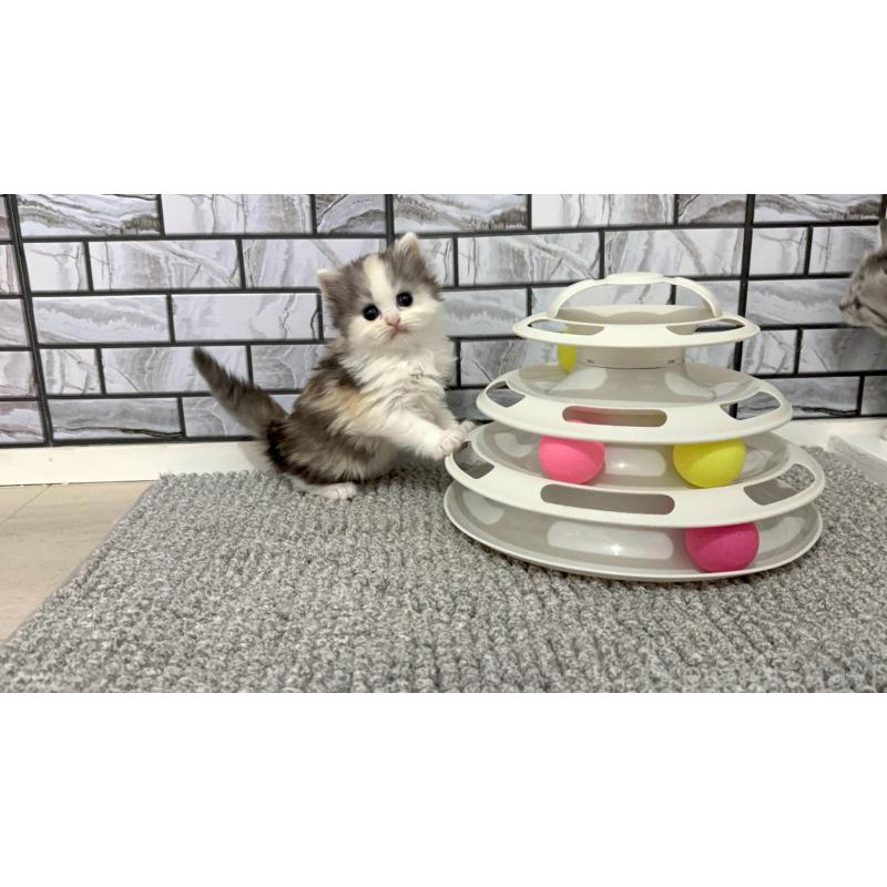 販売中の福岡県のマンチカン-139330の3枚目