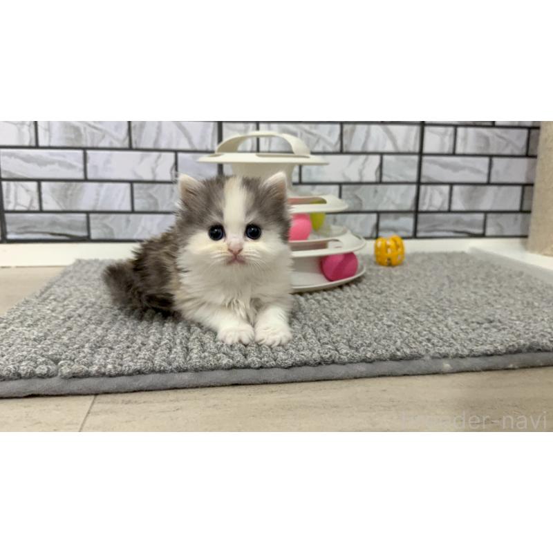 販売中の福岡県のマンチカン-139330の2枚目