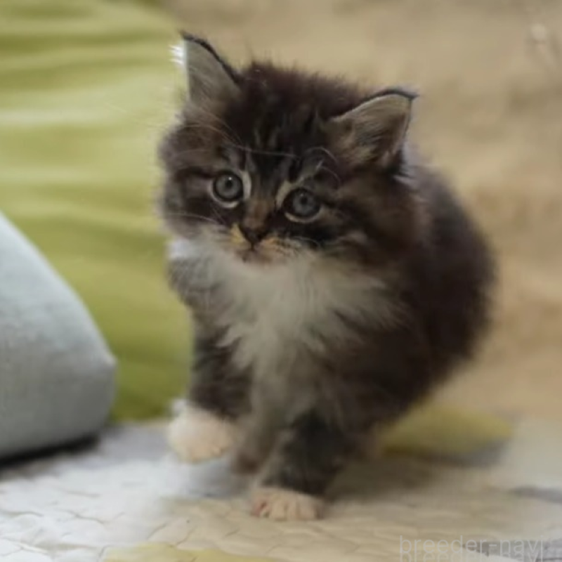 販売中の大阪府のサイベリアン-139331の4枚目