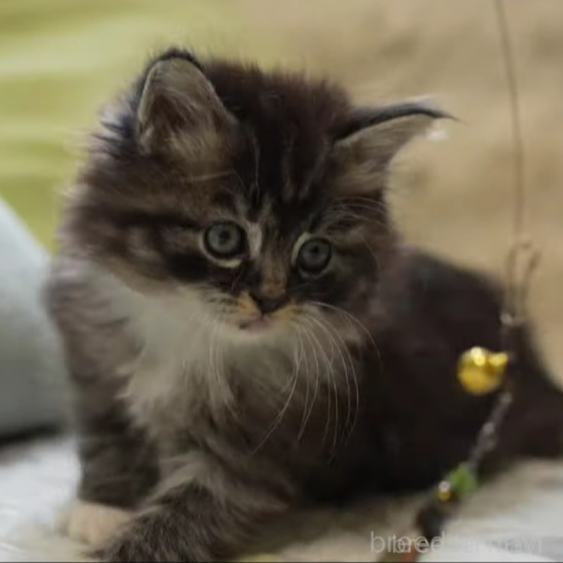 販売中の大阪府のサイベリアン-139331の3枚目