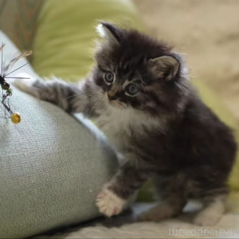 販売中の大阪府のサイベリアン-139331の2枚目