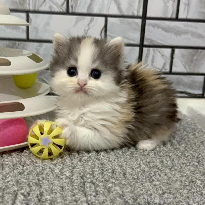 販売中の福岡県のマンチカン-139330の1枚目