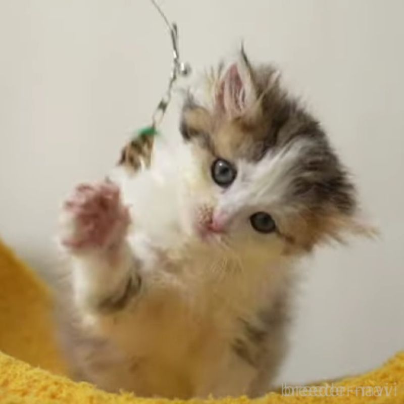 販売中の大阪府のサイベリアン-138447