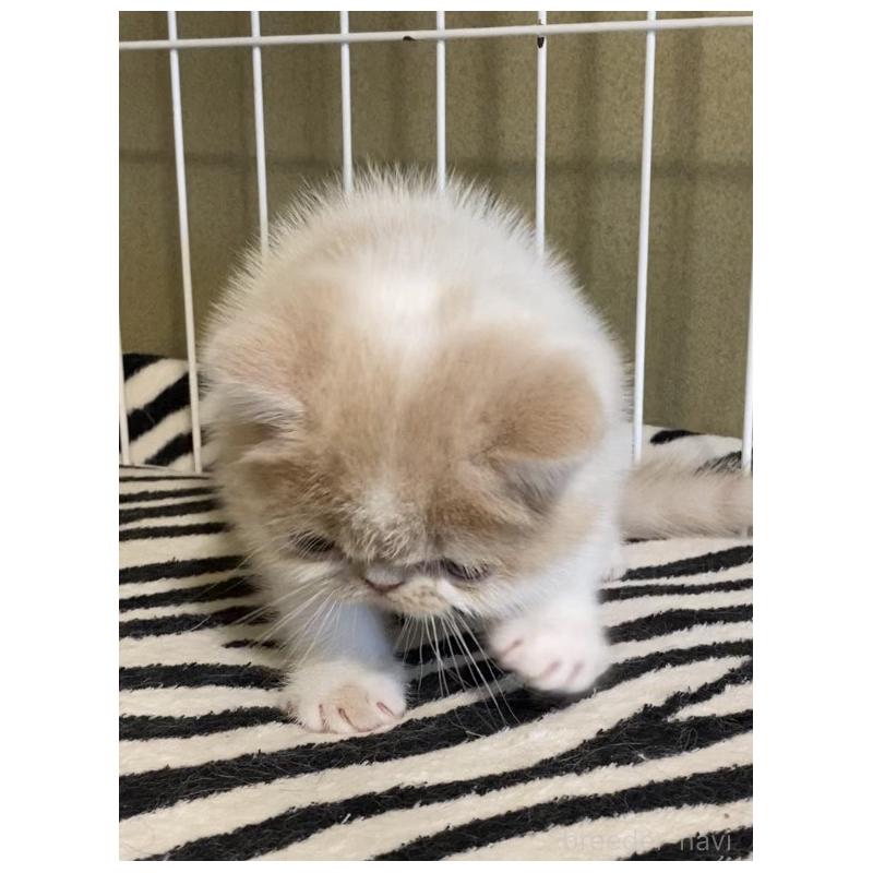 販売中の徳島県のエキゾチックショートヘア-139332の11枚目