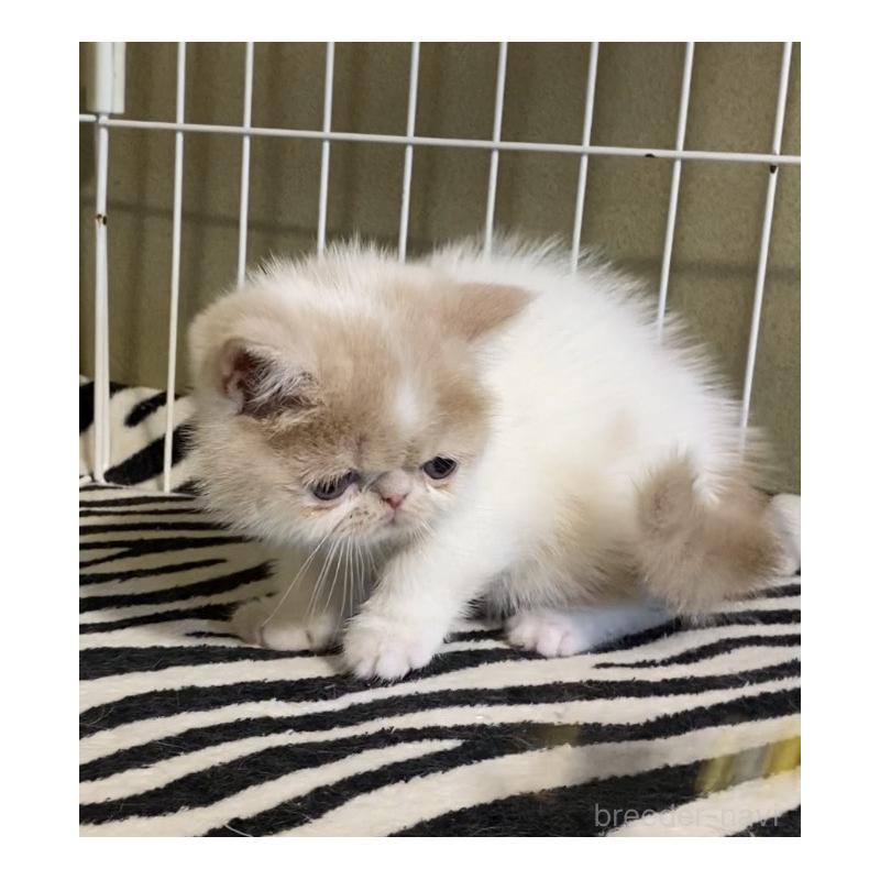 販売中の徳島県のエキゾチックショートヘア-139332の10枚目