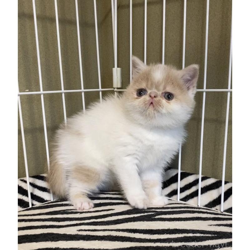 販売中の徳島県のエキゾチックショートヘア-139332の8枚目