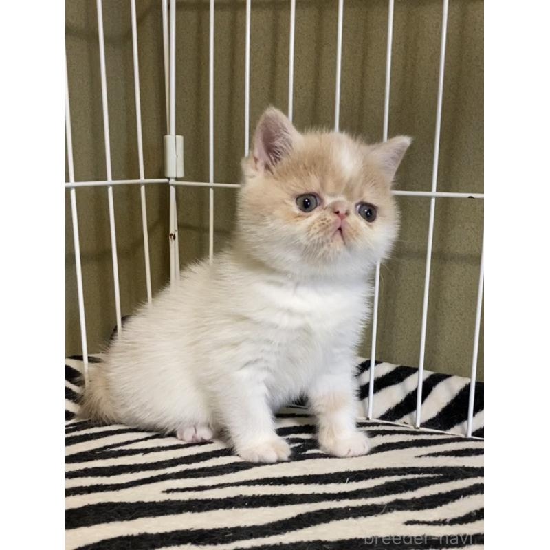 販売中の徳島県のエキゾチックショートヘア-139332の7枚目