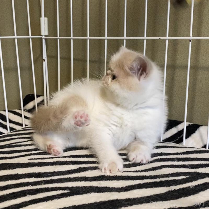 販売中の徳島県のエキゾチックショートヘア-139332の6枚目