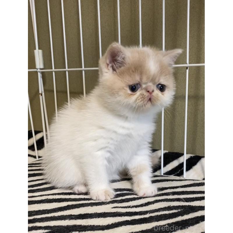 販売中の徳島県のエキゾチックショートヘア-139332の5枚目