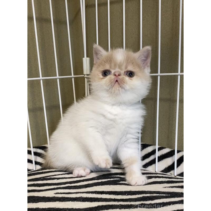 販売中の徳島県のエキゾチックショートヘア-139332の4枚目