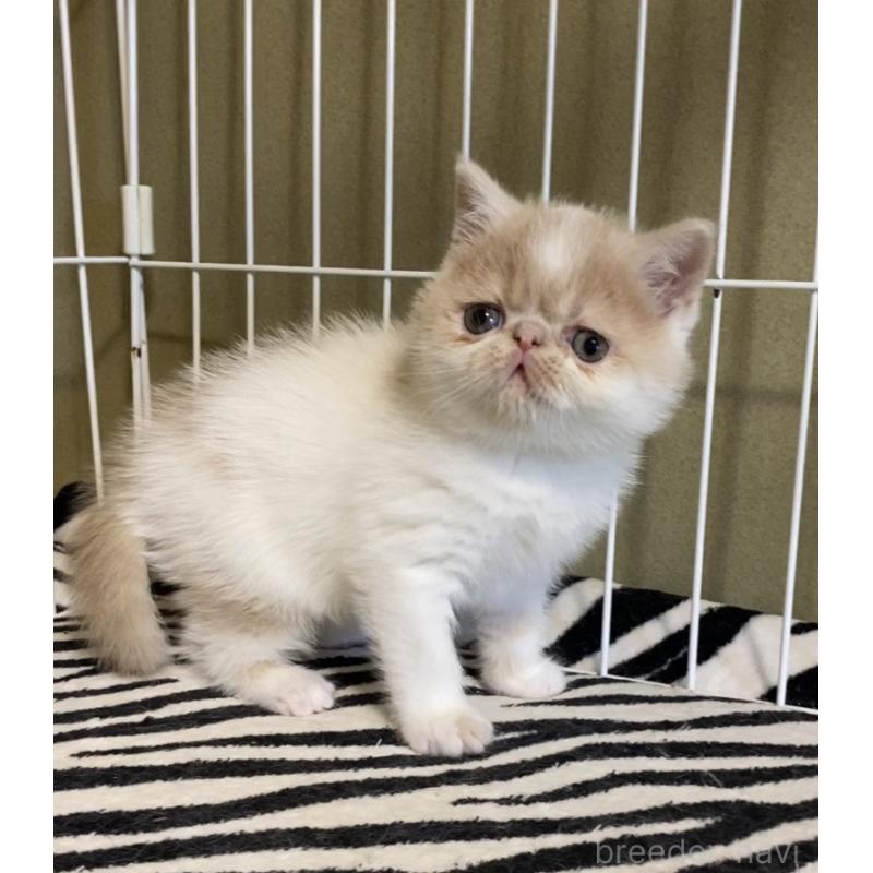 販売中の徳島県のエキゾチックショートヘア-139332の3枚目