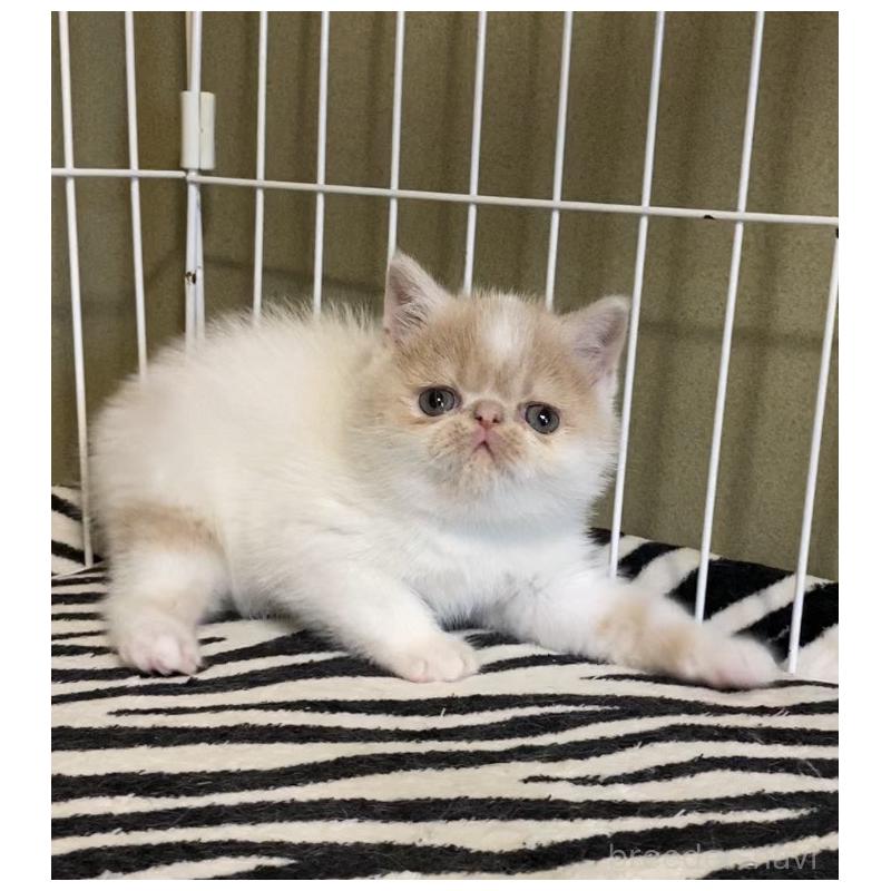 販売中の徳島県のエキゾチックショートヘア-139332の2枚目