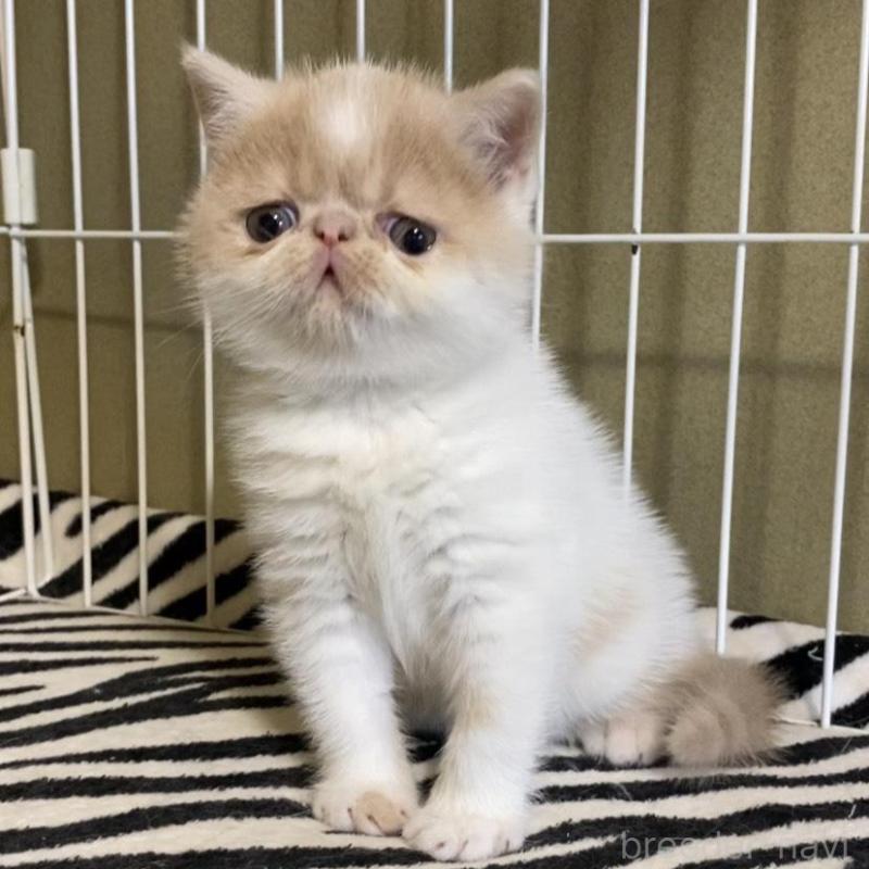 販売中の徳島県のエキゾチックショートヘア-139332の1枚目