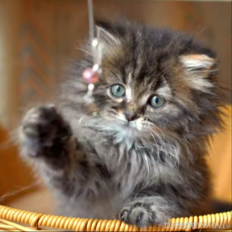 販売中の大阪府のサイベリアン-137548