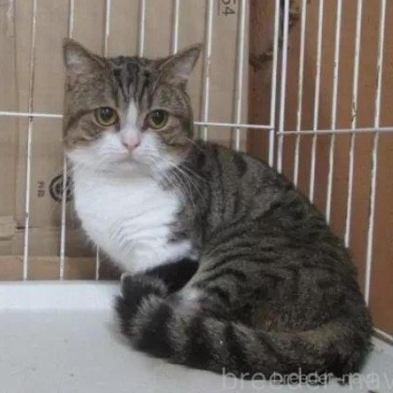 販売中の青森県のミヌエット(短足)-139333の1枚目