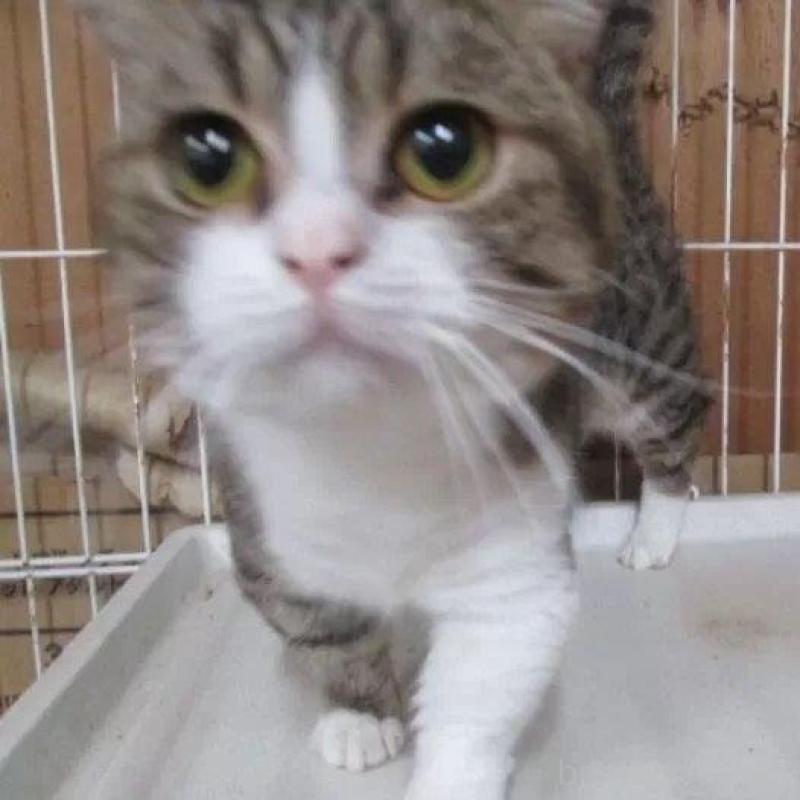 販売中の青森県のミヌエット(短足)-139333の2枚目