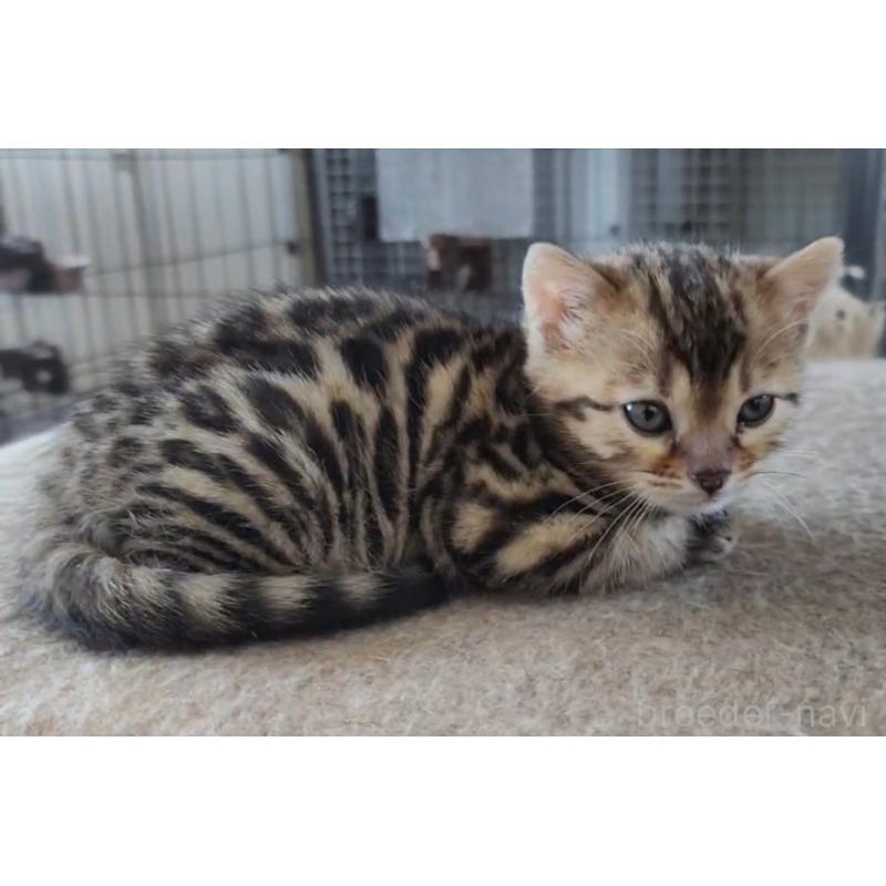 販売中の埼玉県のベンガル-139334の5枚目