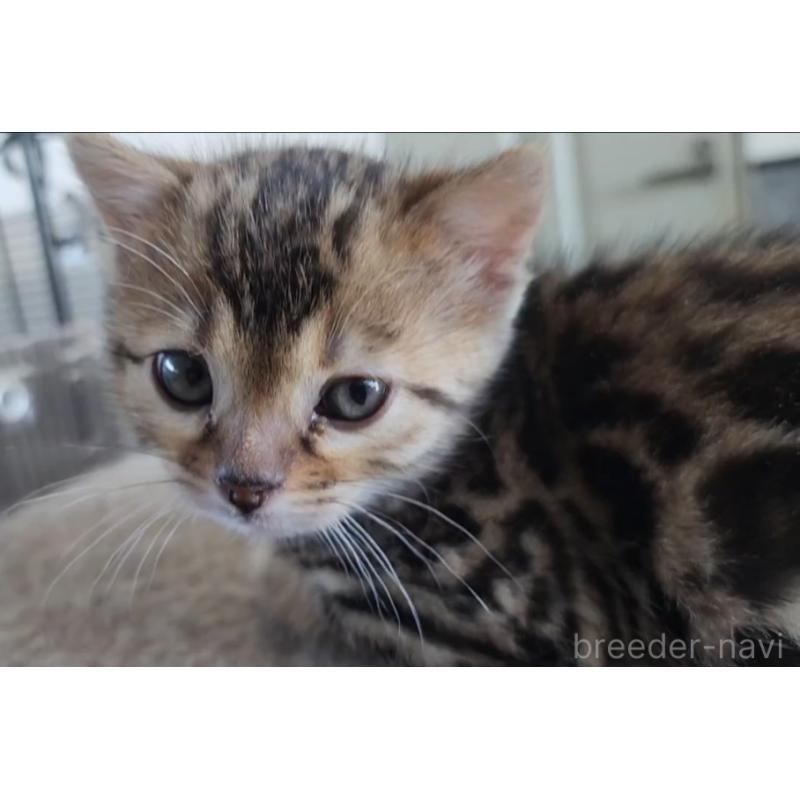 販売中の埼玉県のベンガル-139334の4枚目