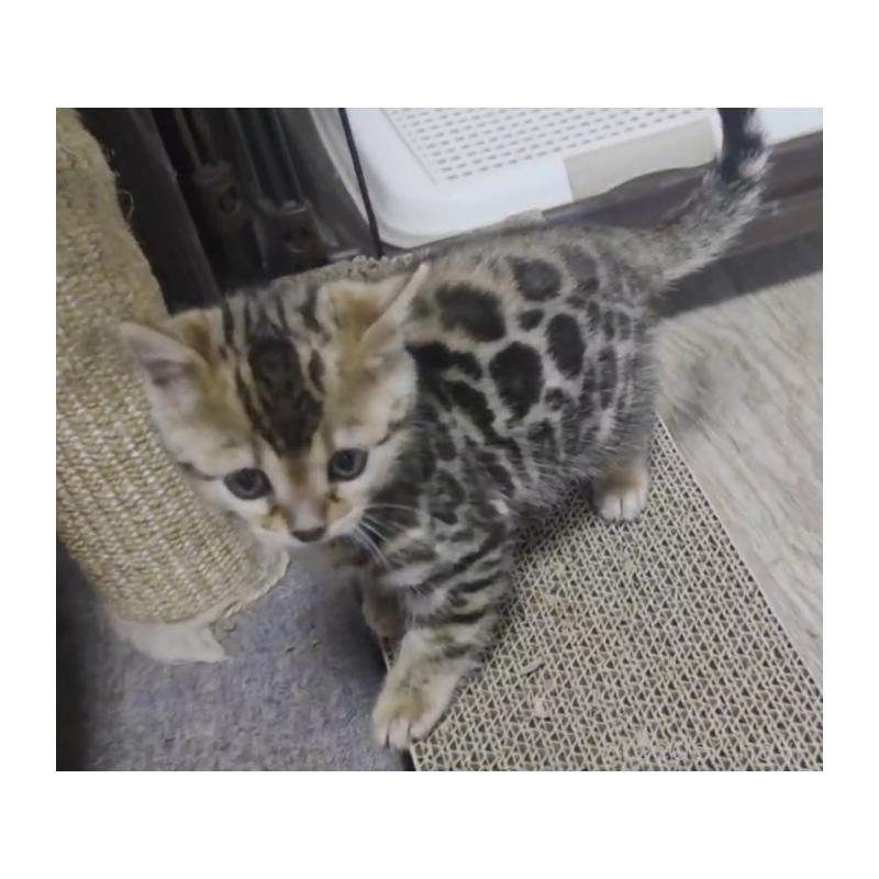 販売中の埼玉県のベンガル-139334の3枚目