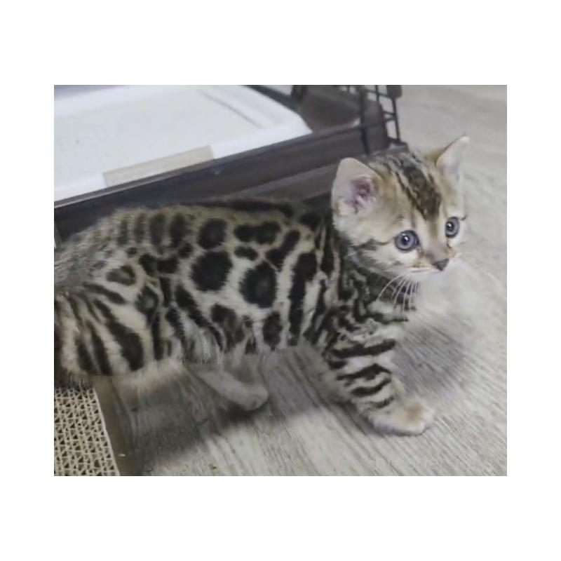 販売中の埼玉県のベンガル-139334の2枚目