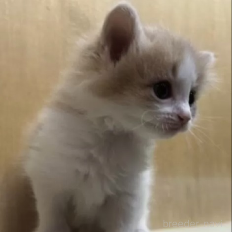 販売中の岐阜県のノルウェージャンフォレストキャット-139335の2枚目