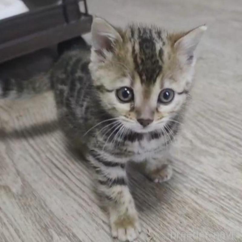 販売中の埼玉県のベンガル-139334の1枚目