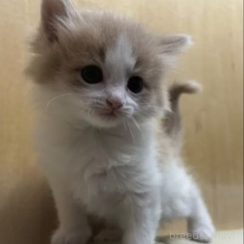 販売中の岐阜県のノルウェージャンフォレストキャット-139335の1枚目