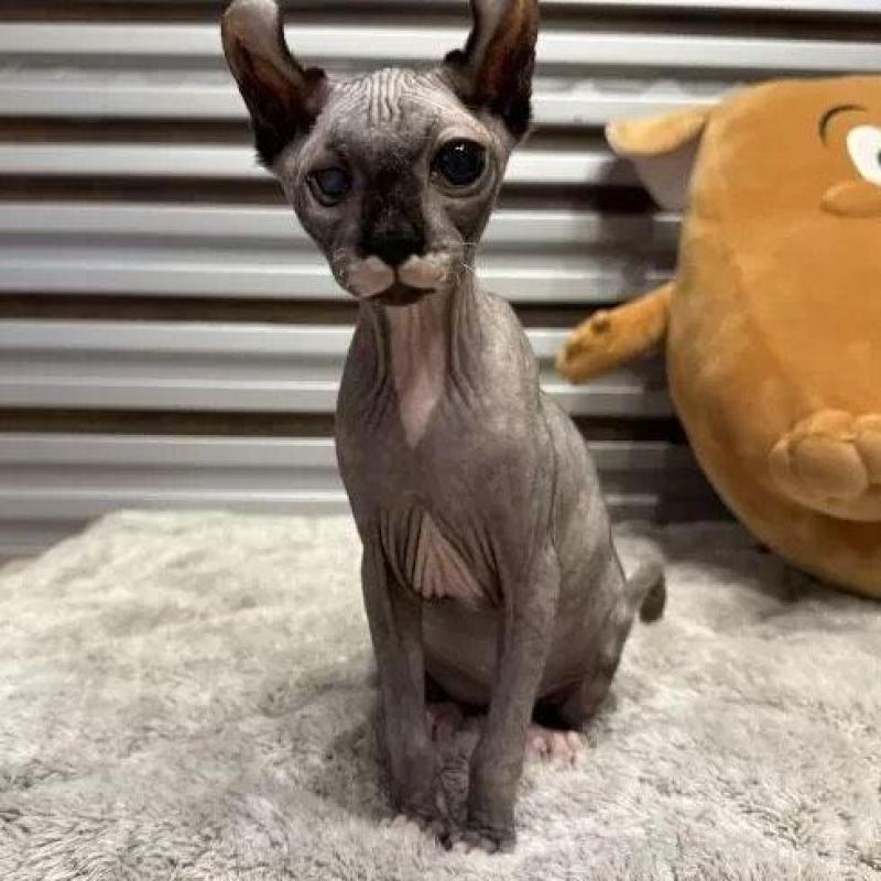 商談中の徳島県のエルフキャット-139336の3枚目