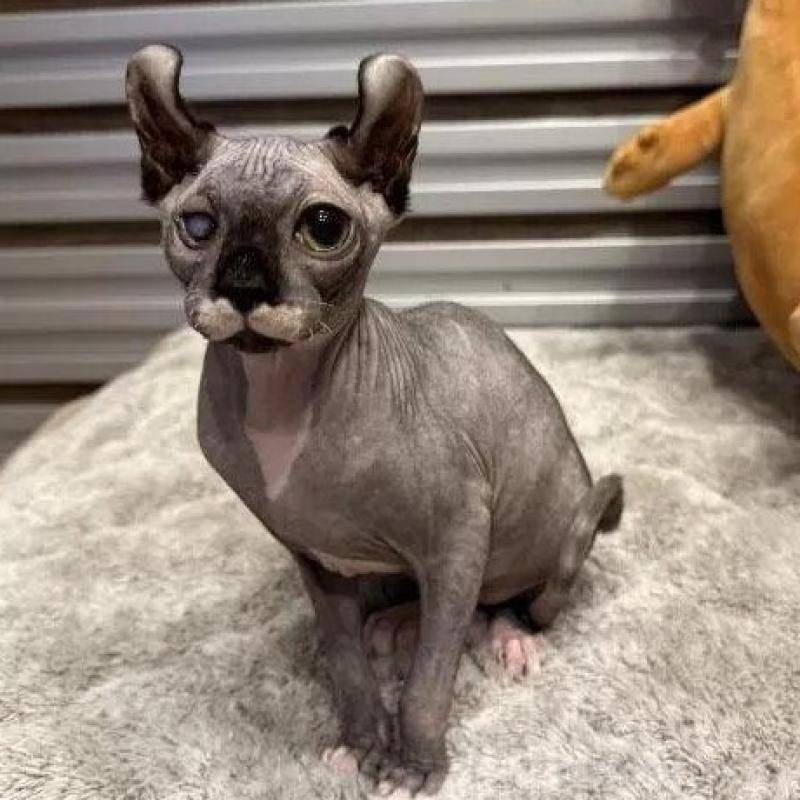 商談中の徳島県のエルフキャット-139336の2枚目