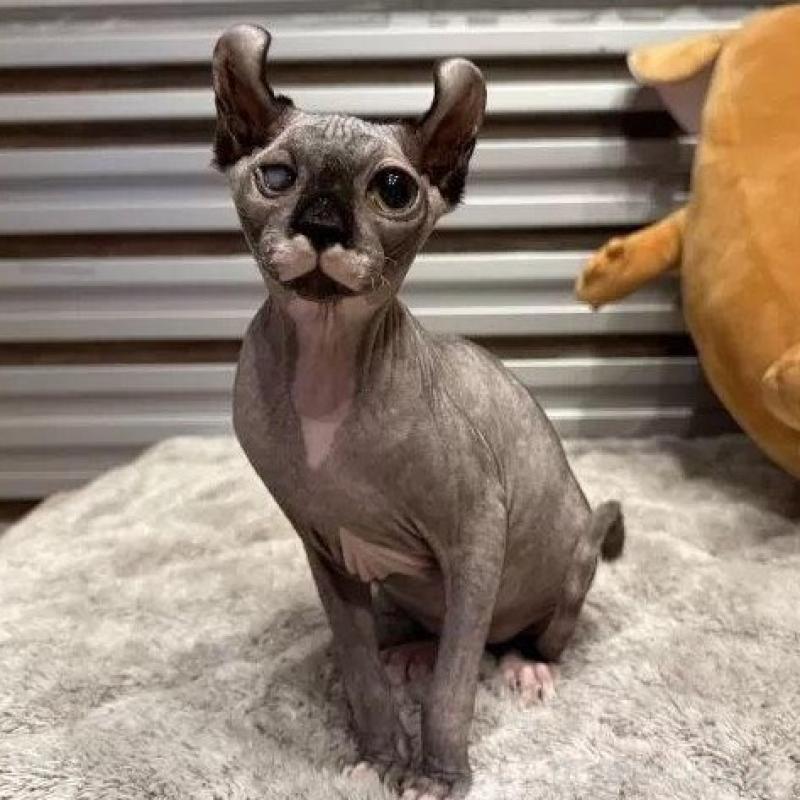 商談中の徳島県のエルフキャット-139336の1枚目