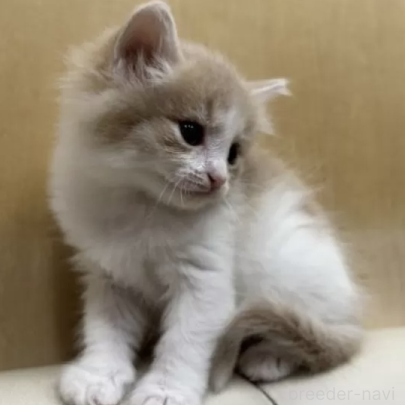 販売中の岐阜県のノルウェージャンフォレストキャット-139337の2枚目