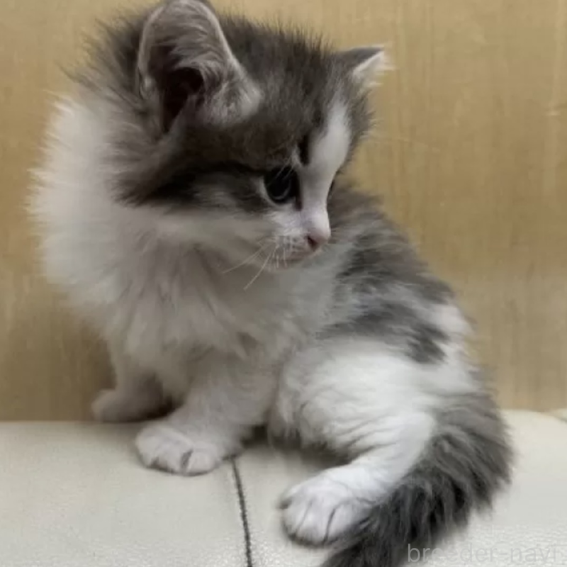 販売中の岐阜県のノルウェージャンフォレストキャット-139338の2枚目