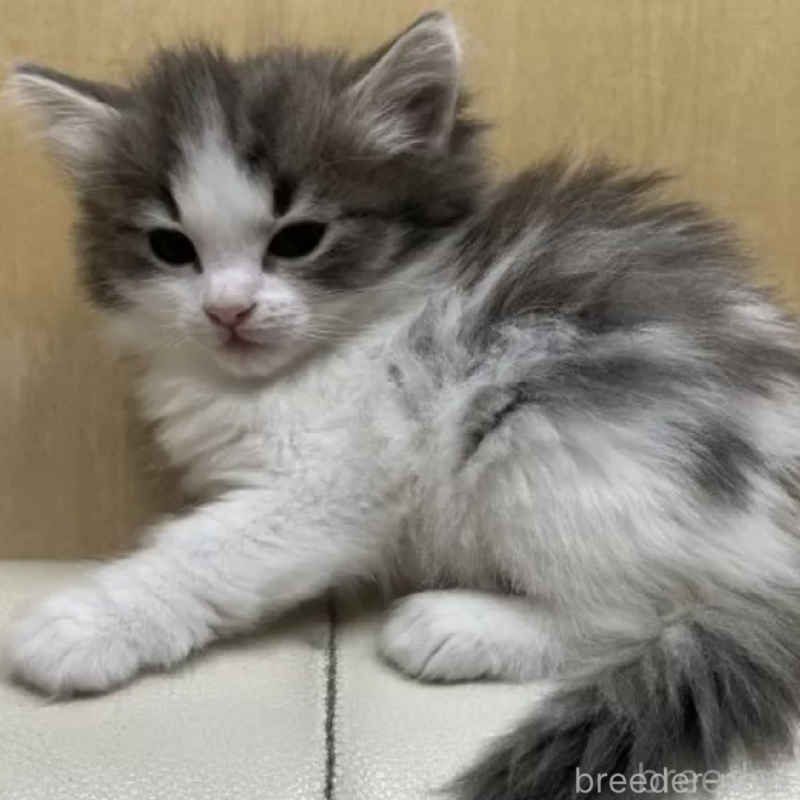 販売中の岐阜県のノルウェージャンフォレストキャット-139338