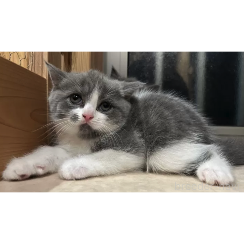 販売中の岐阜県のブリティッシュショートヘア-139339の2枚目