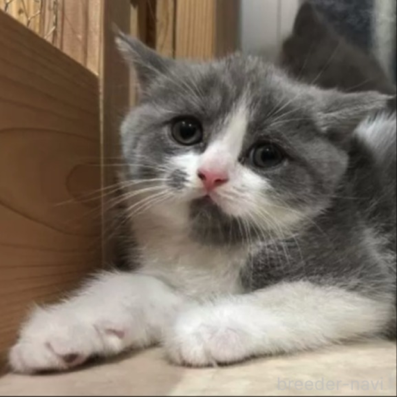 販売中ののブリティッシュショートヘア-139339