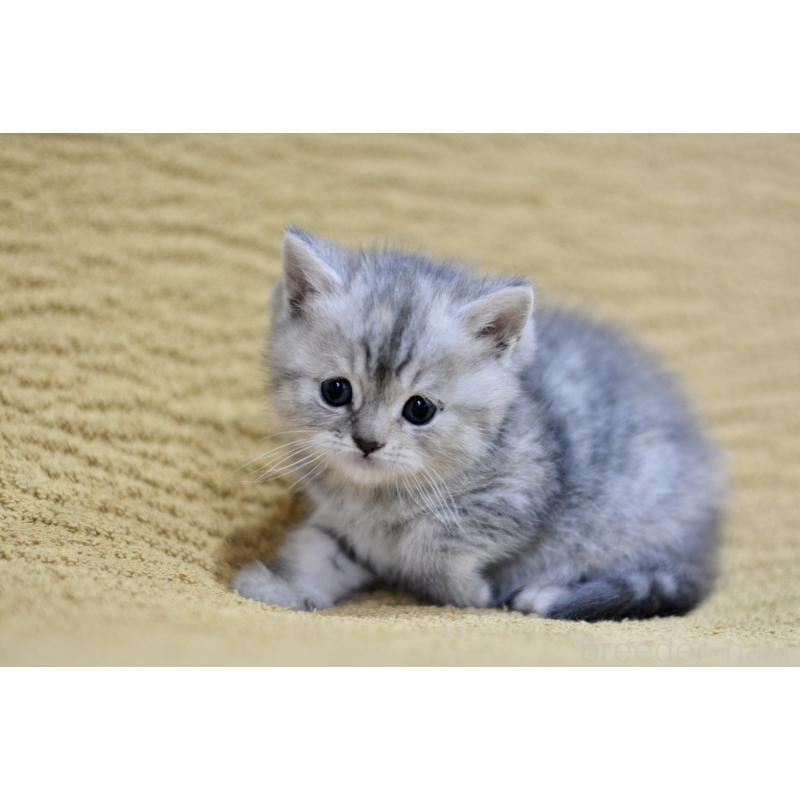 商談中の愛知県のスコティッシュフォールド-139340の1枚目