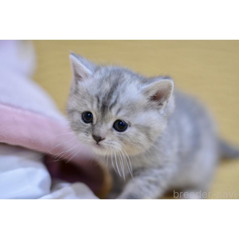 商談中の愛知県のスコティッシュフォールド-139340の6枚目