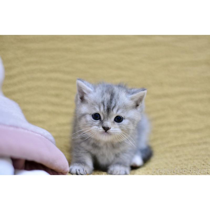 商談中の愛知県のスコティッシュフォールド-139340の5枚目