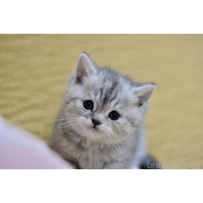 商談中の愛知県のスコティッシュフォールド-139340の4枚目