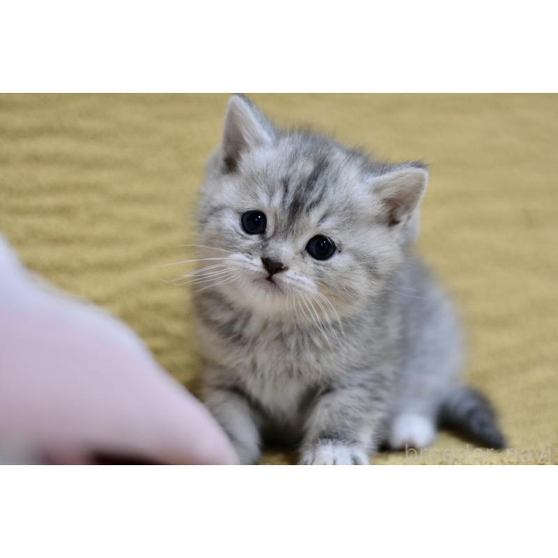 商談中の愛知県のスコティッシュフォールド-139340の3枚目