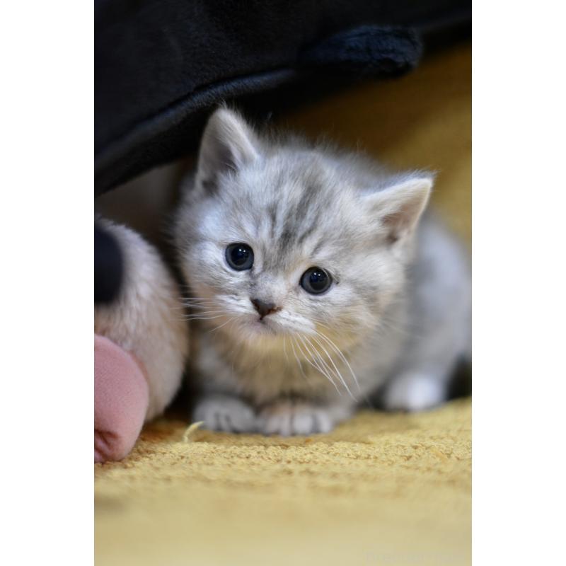 商談中の愛知県のスコティッシュフォールド-139340の2枚目