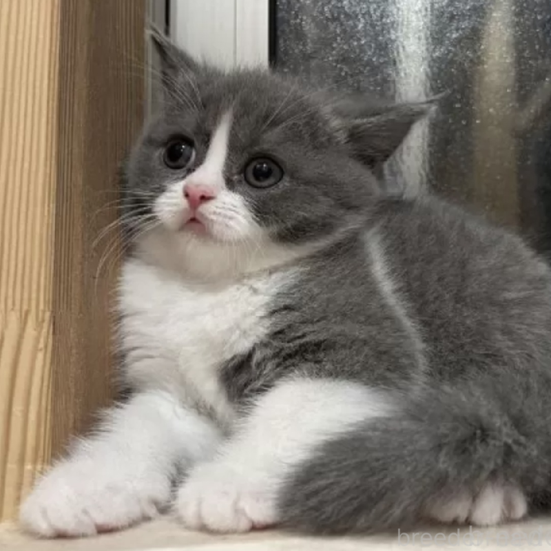 販売中の岐阜県のブリティッシュショートヘア-139341の2枚目