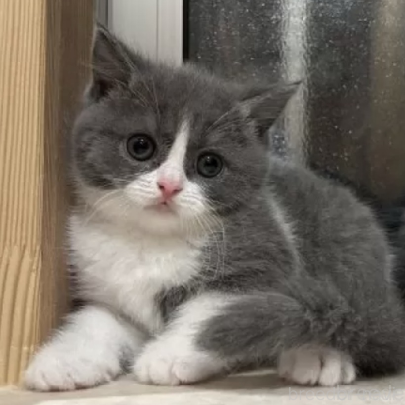 販売中の岐阜県のブリティッシュショートヘア-139341