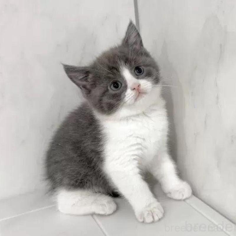 販売中の埼玉県のマンチカン-139342の3枚目