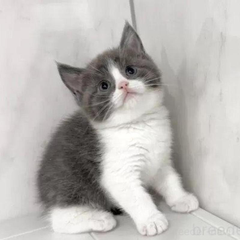 販売中の埼玉県のマンチカン-139342の2枚目