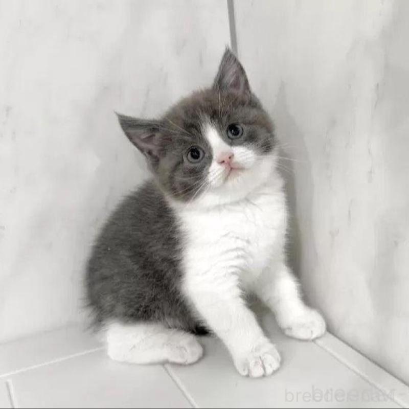 販売中の埼玉県のマンチカン-139342