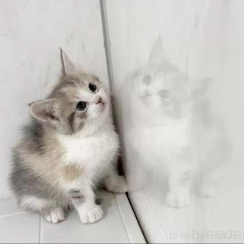 販売中の埼玉県のマンチカン-139343の3枚目