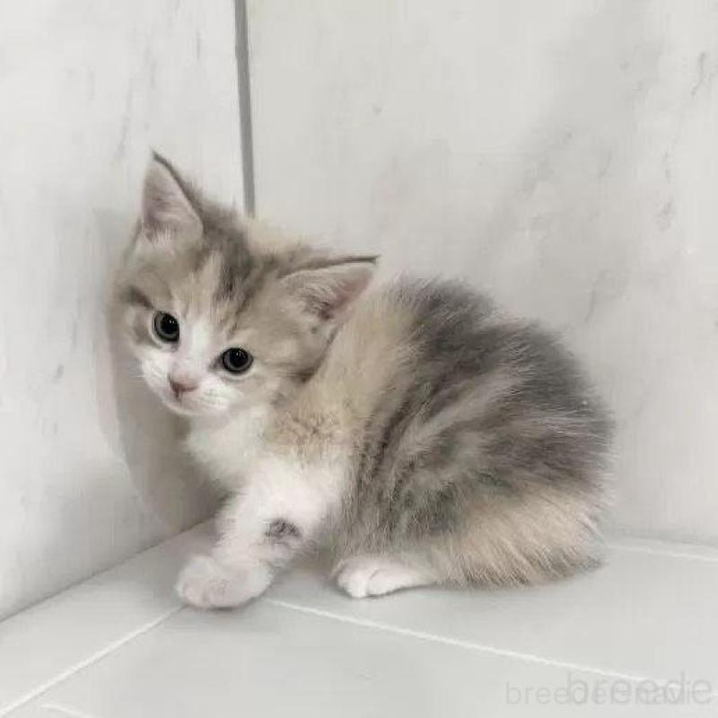 販売中の埼玉県のマンチカン-139343の2枚目