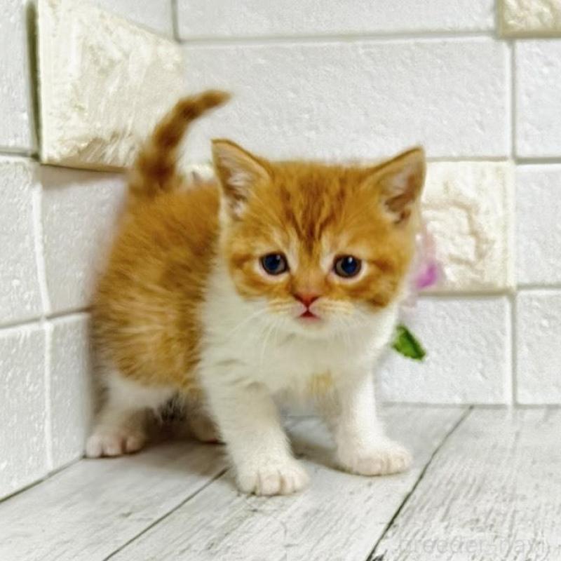 販売中の埼玉県のブリティッシュショートヘア-139344の9枚目